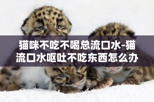 貓咪不吃不喝總流口水-貓流口水嘔吐不吃東西怎么辦吃什么藥