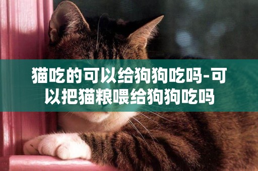 貓吃的可以給狗狗吃嗎-可以把貓糧喂給狗狗吃嗎