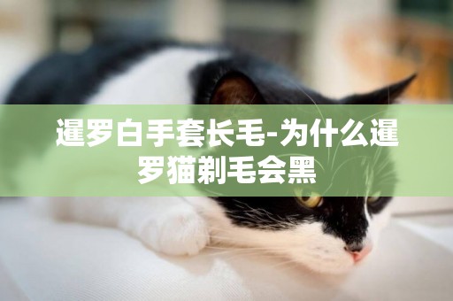 暹羅白手套長毛-為什么暹羅貓剃毛會黑