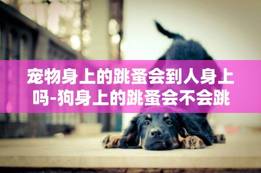 寵物身上的跳蚤會到人身上嗎-狗身上的跳蚤會不會跳到人身上