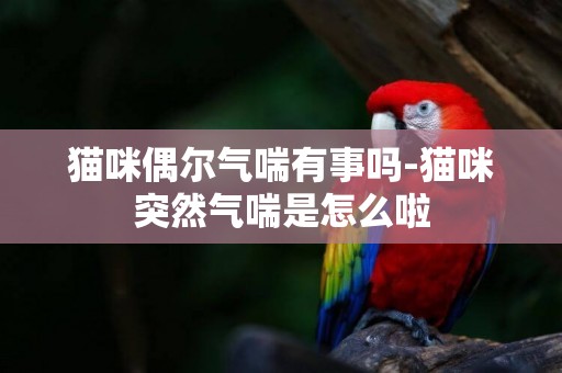 貓咪偶爾氣喘有事嗎-貓咪突然氣喘是怎么啦