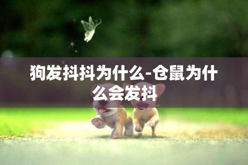 狗發抖抖為什么-倉鼠為什么會發抖