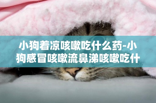 小狗著涼咳嗽吃什么藥-小狗感冒咳嗽流鼻涕咳嗽吃什么藥