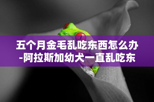 五個月金毛亂吃東西怎么辦-阿拉斯加幼犬一直亂吃東西怎么辦
