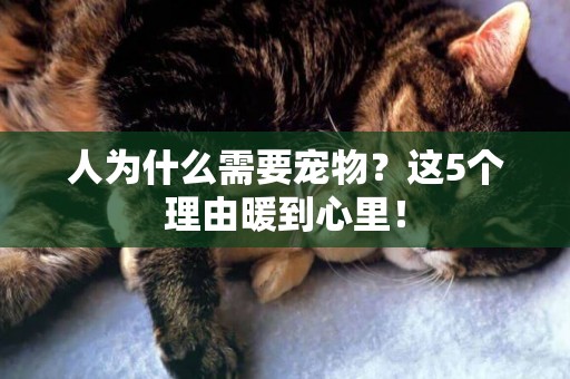 人為什么需要寵物？這5個理由暖到心里！