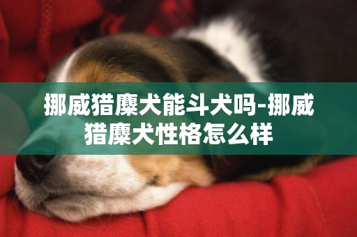 挪威獵麋犬能斗犬嗎-挪威獵麋犬性格怎么樣