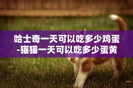 哈士奇一天可以吃多少雞蛋-貓貓一天可以吃多少蛋黃
