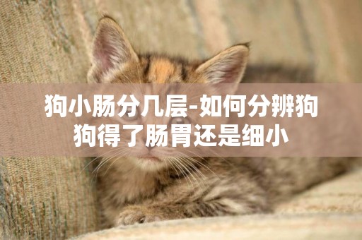 狗小腸分幾層-如何分辨狗狗得了腸胃還是細小