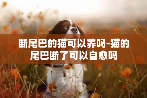 斷尾巴的貓可以養嗎-貓的尾巴斷了可以自愈嗎