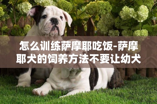 怎么訓練薩摩耶吃飯-薩摩耶犬的飼養方法不要讓幼犬吃人們的剩菜剩飯