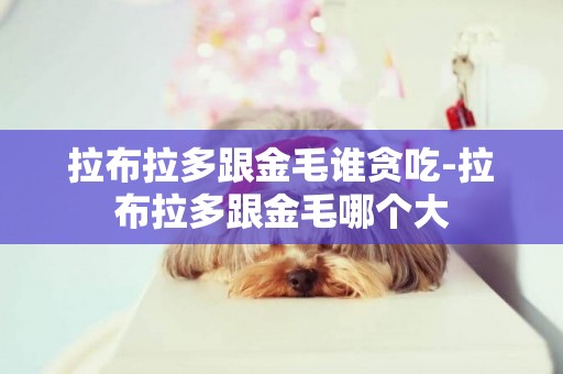 拉布拉多跟金毛誰貪吃-拉布拉多跟金毛哪個大
