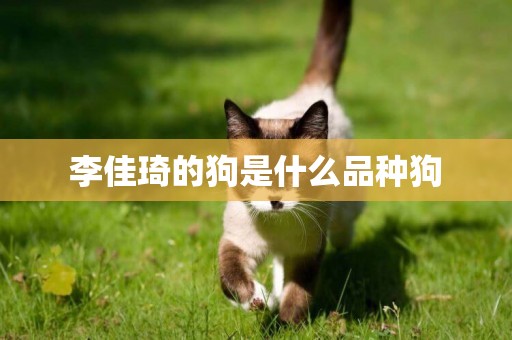 李佳琦的狗是什么品種狗