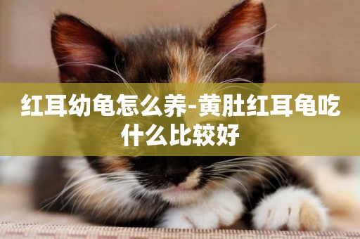 紅耳幼龜怎么養-黃肚紅耳龜吃什么比較好