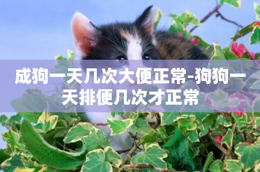 成狗一天幾次大便正常-狗狗一天排便幾次才正常