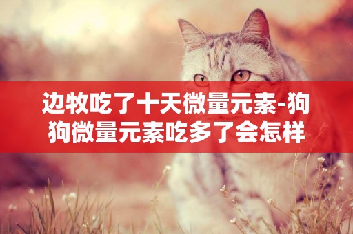 邊牧吃了十天微量元素-狗狗微量元素吃多了會怎樣