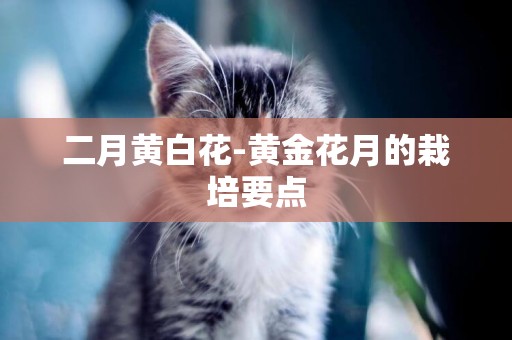 二月黃白花-黃金花月的栽培要點