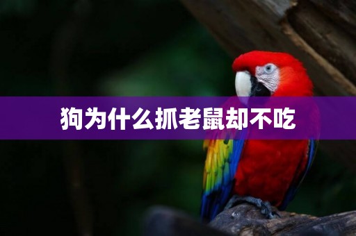 狗為什么抓老鼠卻不吃