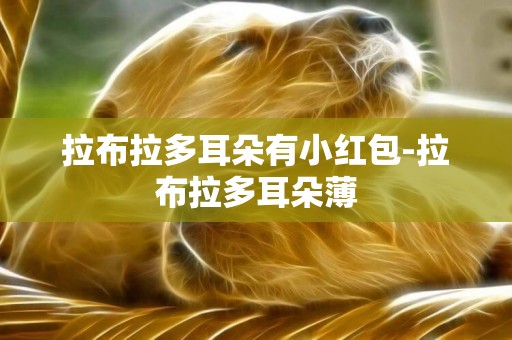 拉布拉多耳朵有小紅包-拉布拉多耳朵薄