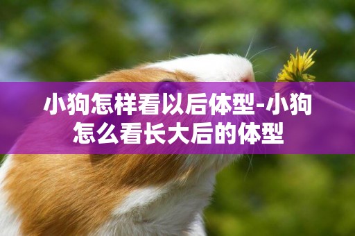 小狗怎樣看以后體型-小狗怎么看長大后的體型