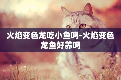 火焰變色龍吃小魚嗎-火焰變色龍魚好養嗎