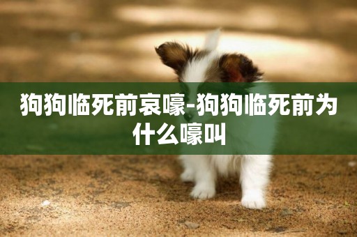 狗狗臨死前哀嚎-狗狗臨死前為什么嚎叫
