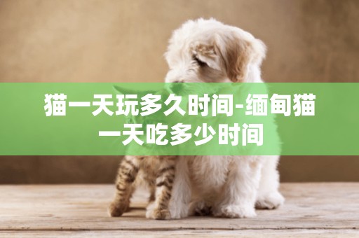 貓一天玩多久時間-緬甸貓一天吃多少時間