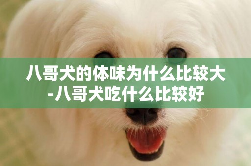 八哥犬的體味為什么比較大-八哥犬吃什么比較好