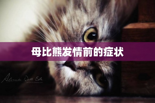 母比熊發情前的癥狀