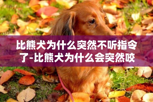 比熊犬為什么突然不聽指令了-比熊犬為什么會突然咬人
