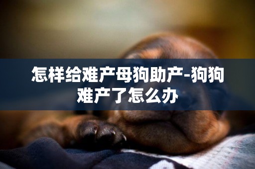 怎樣給難產母狗助產-狗狗難產了怎么辦