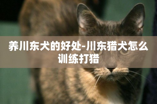 養川東犬的好處-川東獵犬怎么訓練打獵