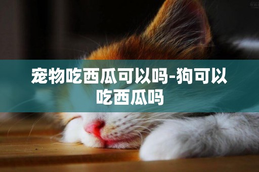寵物吃西瓜可以嗎-狗可以吃西瓜嗎