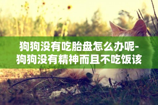 狗狗沒有吃胎盤怎么辦呢-狗狗沒有精神而且不吃飯該怎么辦