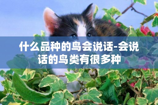 什么品種的鳥會說話-會說話的鳥類有很多種