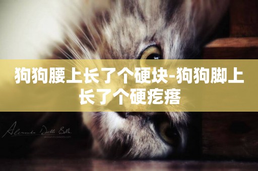 狗狗腰上長了個硬塊-狗狗腳上長了個硬疙瘩
