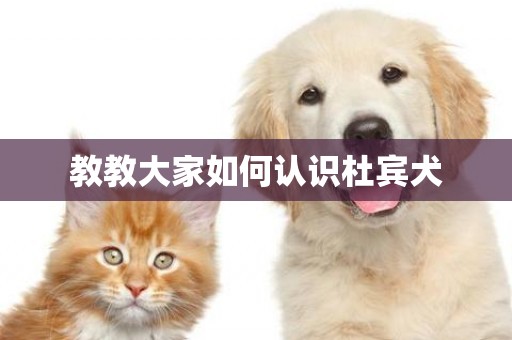 教教大家如何認識杜賓犬