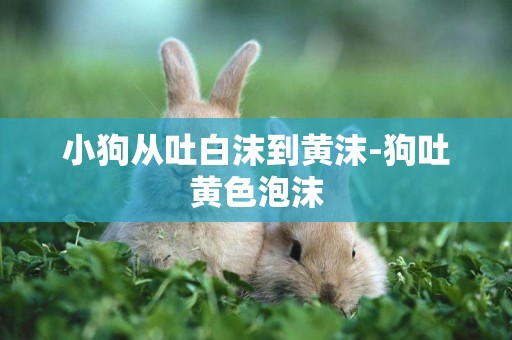 小狗從吐白沫到黃沫-狗吐黃色泡沫