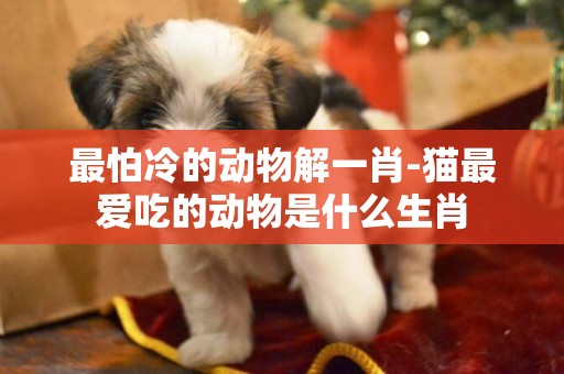 最怕冷的動物解一肖-貓最愛吃的動物是什么生肖