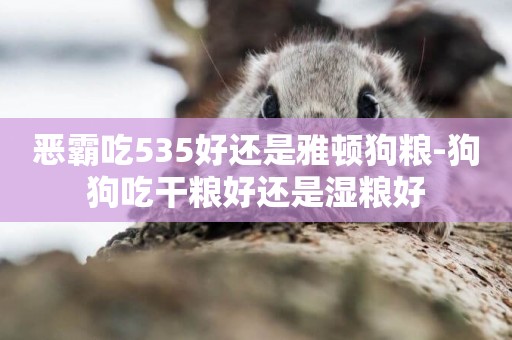 惡霸吃535好還是雅頓狗糧-狗狗吃干糧好還是濕糧好