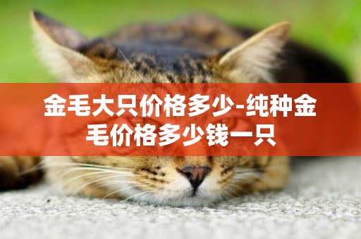 金毛大只價格多少-純種金毛價格多少錢一只
