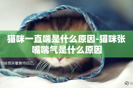貓咪一直喘是什么原因-貓咪張嘴喘氣是什么原因