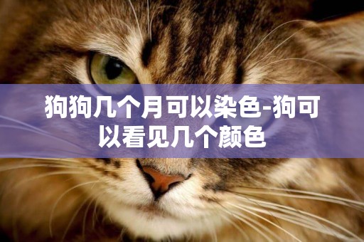 狗狗幾個月可以染色-狗可以看見幾個顏色