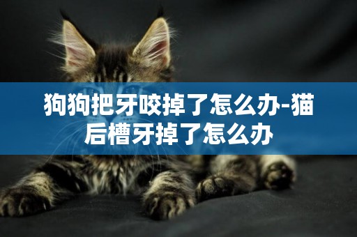 狗狗把牙咬掉了怎么辦-貓后槽牙掉了怎么辦