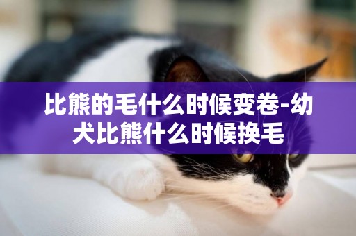 比熊的毛什么時候變卷-幼犬比熊什么時候換毛