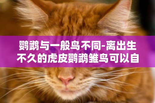 鸚鵡與一般鳥不同-離出生不久的虎皮鸚鵡雛鳥可以自己吃東西嗎