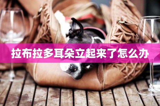 拉布拉多耳朵立起來了怎么辦
