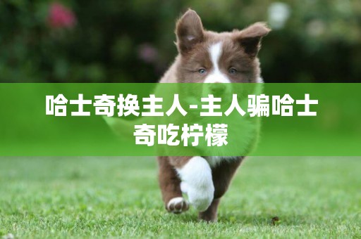 哈士奇換主人-主人騙哈士奇吃檸檬