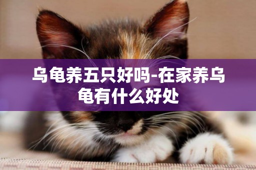 烏龜養五只好嗎-在家養烏龜有什么好處