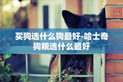 買狗選什么狗最好-哈士奇狗糧選什么最好