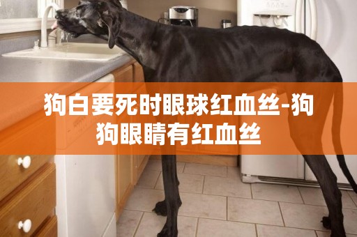 狗白要死時眼球紅血絲-狗狗眼睛有紅血絲